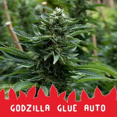 Godzilla Glue Auto, Фасовка: 10
